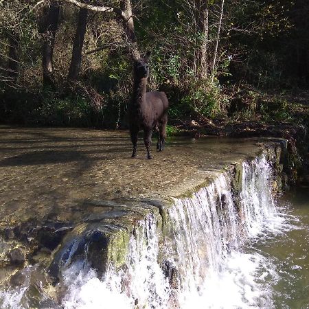 Chambre Cevennes: Piscine, Lamas, Riviere Cros  Kültér fotó