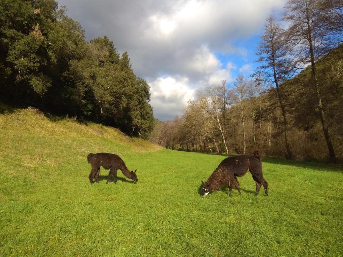 Chambre Cevennes: Piscine, Lamas, Riviere Cros  Kültér fotó
