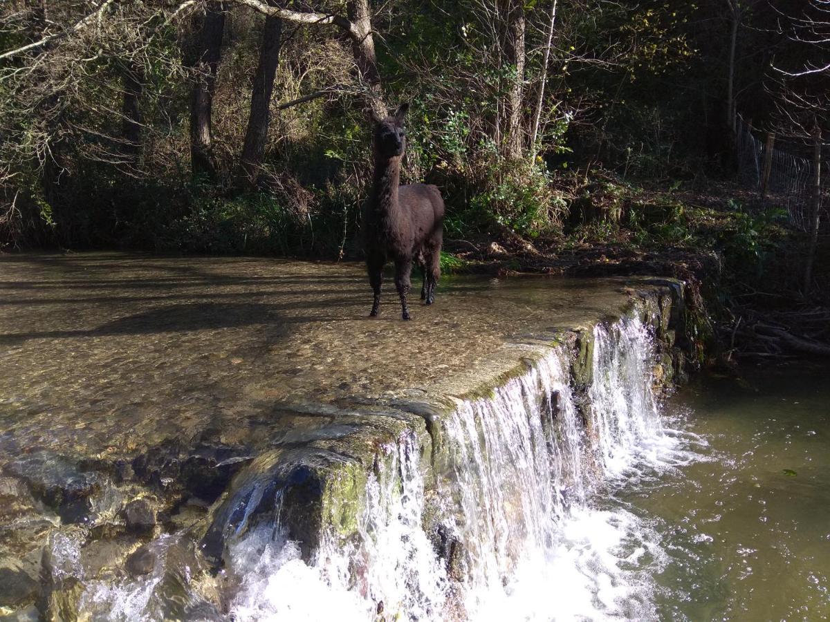 Chambre Cevennes: Piscine, Lamas, Riviere Cros  Kültér fotó
