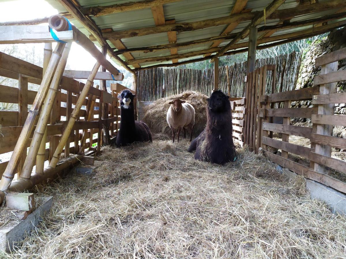 Chambre Cevennes: Piscine, Lamas, Riviere Cros  Kültér fotó
