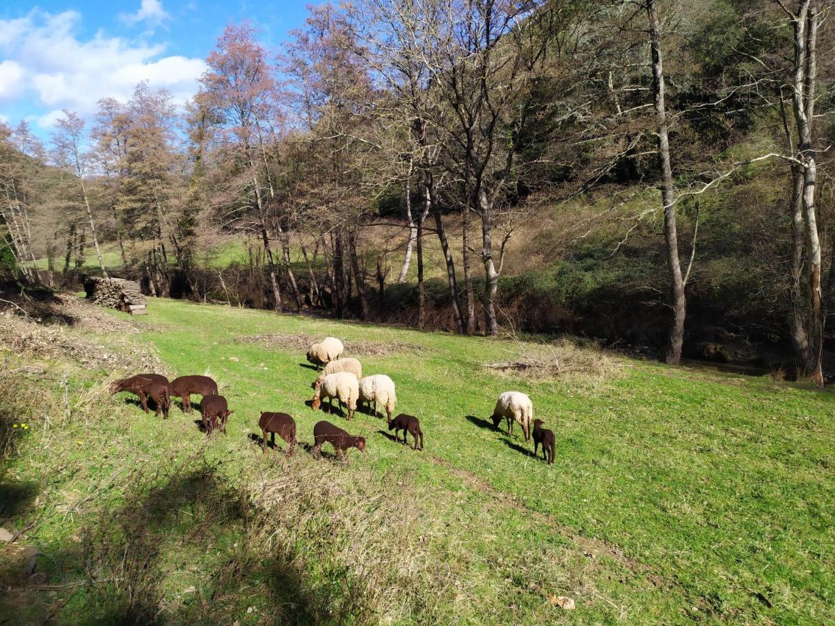Chambre Cevennes: Piscine, Lamas, Riviere Cros  Kültér fotó