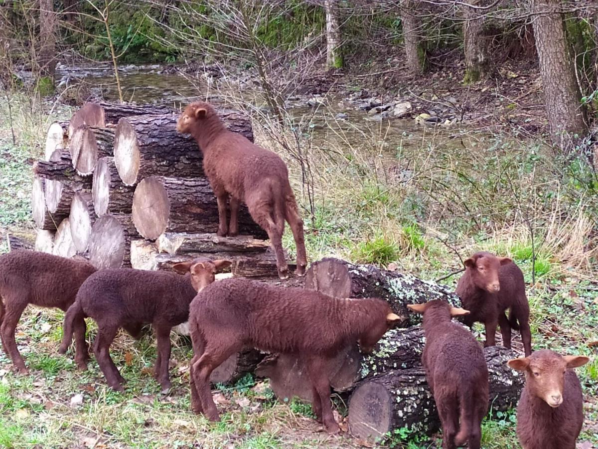 Chambre Cevennes: Piscine, Lamas, Riviere Cros  Kültér fotó